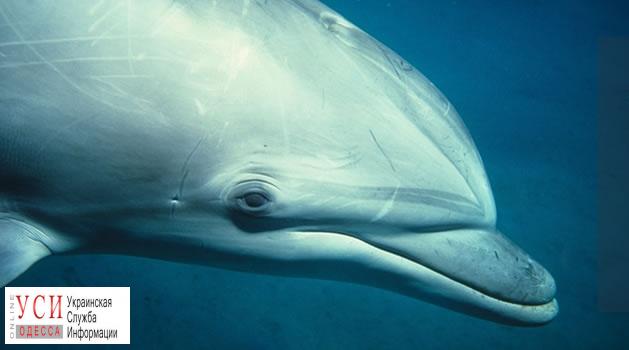 Под Одессой в сетях запутался дельфин – его не могут освободить уже сутки «фото»