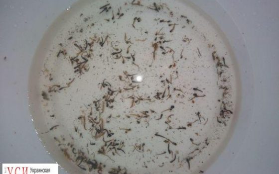 В райцентре Одесской области из крана течет вода с червями (фото) «фото»