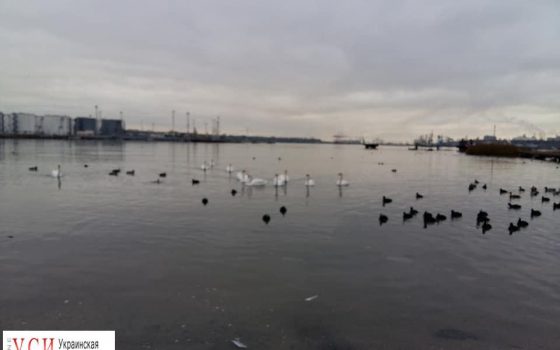 На Сухой лиман под Одессой прилетели на зимовку лебеди (фото) «фото»