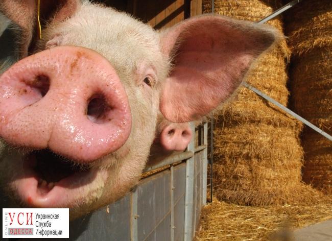 В Одесской области установят забойные пункты из-за смертельной болезни свиней «фото»
