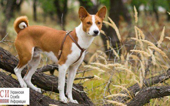 Экологи собираются потратить на площадки для выгула собак более полутора миллионов «фото»