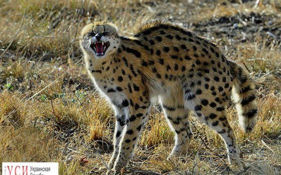 В Черноморке сбежал сервал – большая хищная кошка «фото»