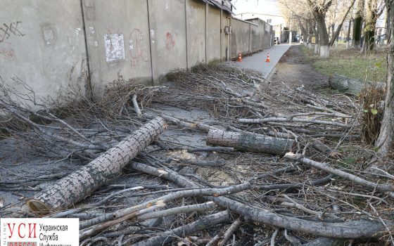 На Пересыпи владелец завода спилил 7 тополей под парковку для грузовиков (фото) «фото»