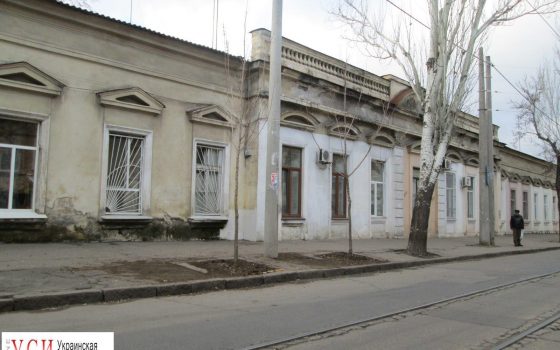 На Старопортофранковской в пустые лунки высаживают молодые деревья (фото) «фото»