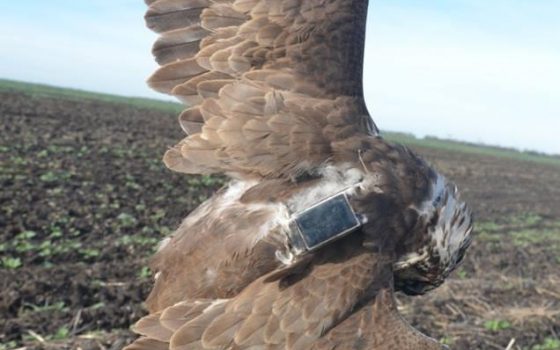 В Одесской области убили краснокнижного сокола, за которым наблюдали ученые (фото) «фото»