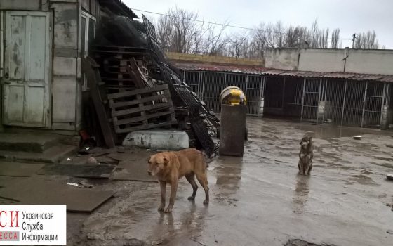 Одесситы собирают стройматериалы на ремонт приюта “Ковчег” «фото»