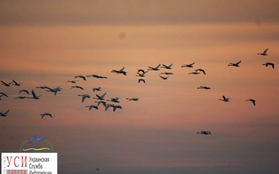 На зимовку в “Тузловские лиманы” прилетели больше трех тысяч птиц (фото) «фото»