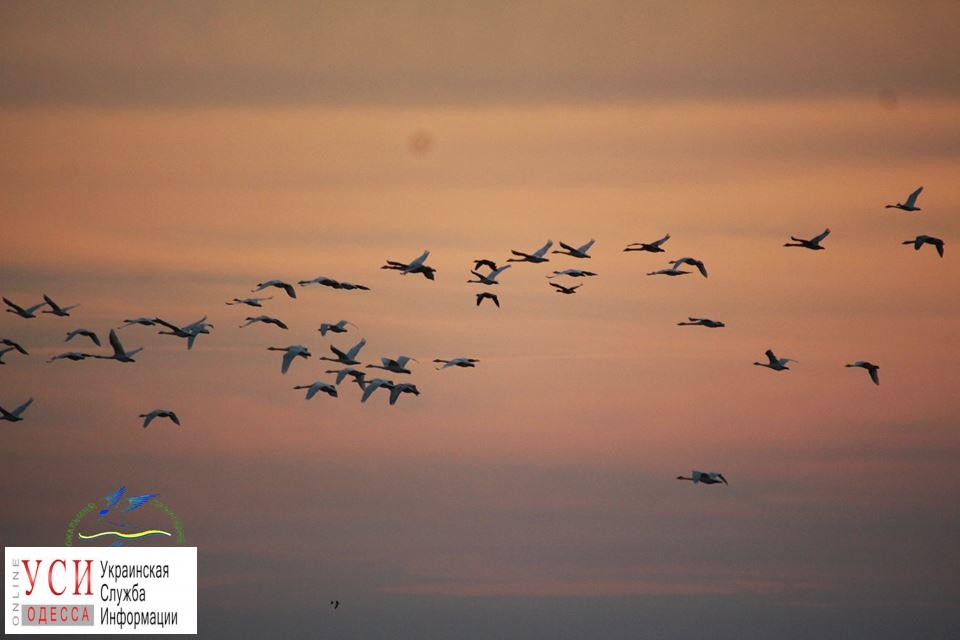 На зимовку в “Тузловские лиманы” прилетели больше трех тысяч птиц (фото) «фото»