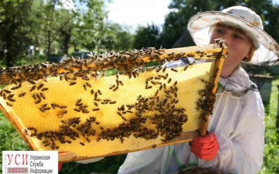 Пчеловодов Одесской области внесут в единый реестр для контроля оборота меда «фото»