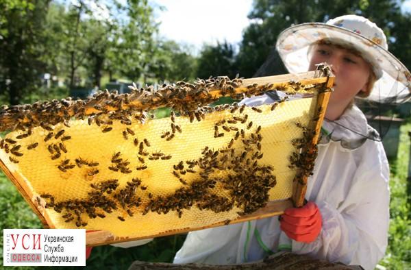 Пчеловодов Одесской области внесут в единый реестр для контроля оборота меда «фото»
