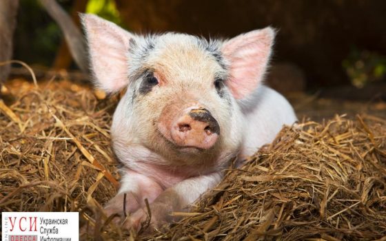 В Одесской области вновь зафиксировали чуму свиней «фото»