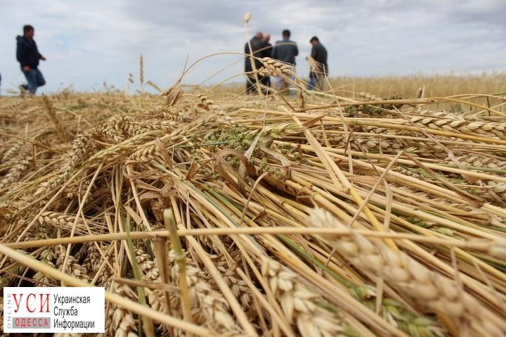 Одесская область скопила больше всего зерна в Украине (инфографика) «фото»