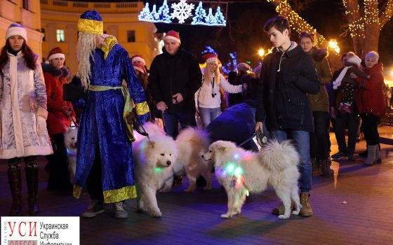 Белый клык на Приморском: в Одессе прошёл марш собак самоедов (фоторепортаж) «фото»