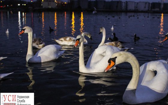 К Черноморской переправе снова прилетели лебеди (фоторепортаж) «фото»