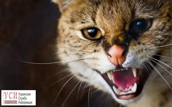 Под Одессой нашли пропавшего сервала: он был рядом с домом (видео) «фото»