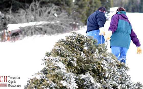 Полицейские патрулируют город в поисках мест незаконной продажи елок «фото»