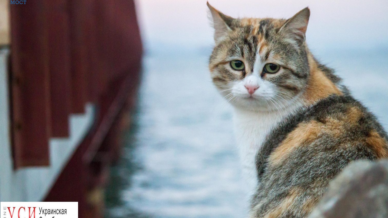 В Одессе потратят почти миллион на вакцинацию и стерилизацию котов «фото»