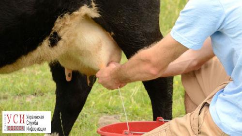 Молокозаводам Одесской области запретят скупать молоко у селян «фото»