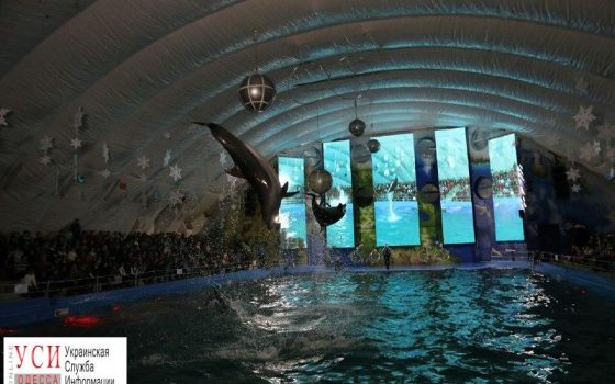 В одесском дельфинарии провели грандиозное шоу для детей области (фото) «фото»