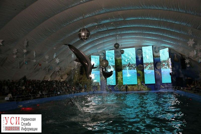 В одесском дельфинарии провели грандиозное шоу для детей области (фото) «фото»