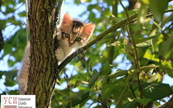 Одесских котов могут признать частью экосистемы города: это защитит их от живодеров «фото»
