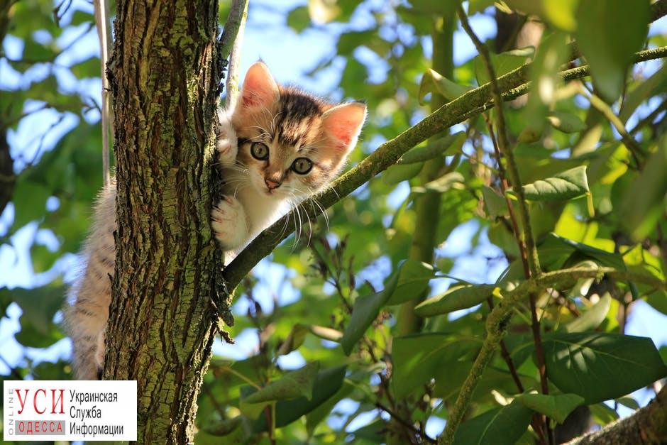 Одесских котов могут признать частью экосистемы города: это защитит их от живодеров «фото»