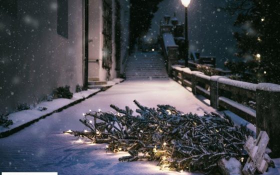 Проверить легальность елки можно с помощью приложения (ссылка) «фото»