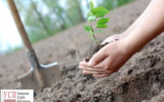 Одесские железнодорожники высадили больше 3 тысяч деревьев и кустов «фото»