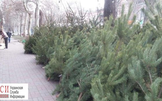До Нового года осталось 10 дней: на улицах Одессы развернули елочные базары (фото) «фото»