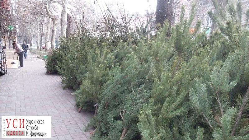 До Нового года осталось 10 дней: на улицах Одессы развернули елочные базары (фото) «фото»