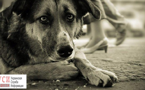 Спасатели Черноморска вытянули из люка собаку «фото»