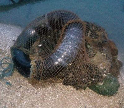 В Одесской области задержали браконьера-водолаза с крупным уловом мидий (фото) «фото»