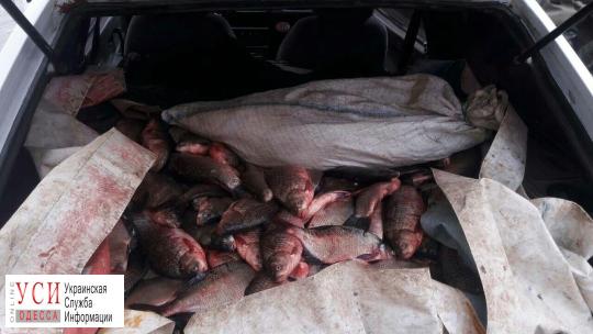 На трассе Одесса-Рени задержали торговца рыбой (фото) «фото»