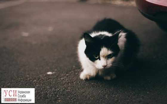 В Одессе выделили 900 тысяч на стерилизацию кошек «фото»