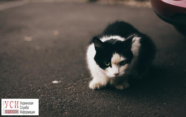 В Одессе выделили 900 тысяч на стерилизацию кошек «фото»