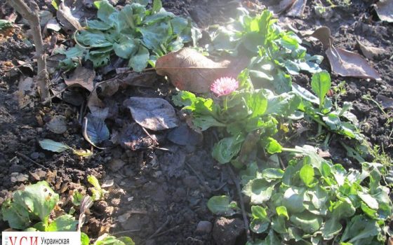 Нежданная весна: на Юге Одесской области расцвели первые цветы (фото) «фото»