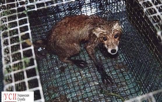 В Одессе пройдет марш против меховой индустрии «фото»