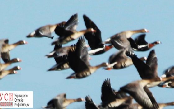 В Одесской области зимой впервые замечен фламинго (фото) «фото»