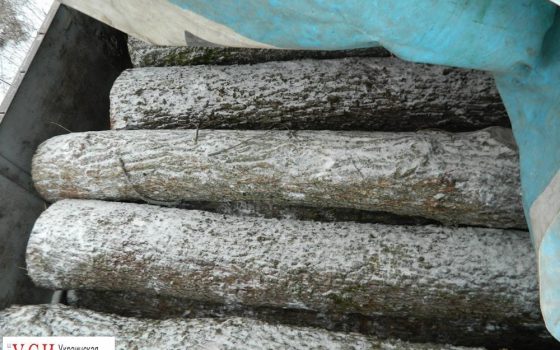 В Подольском районе задержали грузовик с незаконно вырубленными деревьями (фото) «фото»