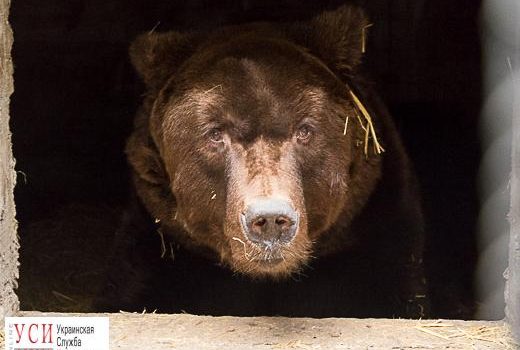 В одесском зоопарке медведям построили новые берлоги (фото, видео) «фото»