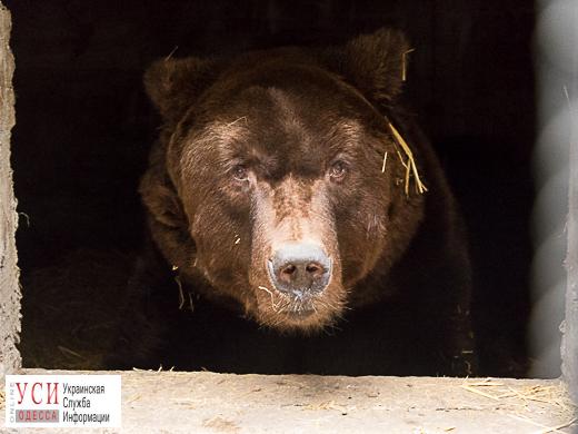В одесском зоопарке медведям построили новые берлоги (фото, видео) «фото»