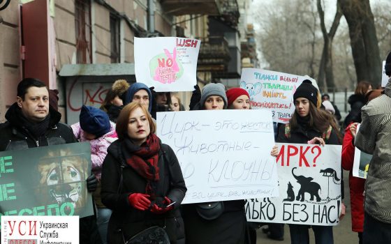 “Животные – не клоуны”: в Одессе прошла акция в защиту зверей (фото) «фото»