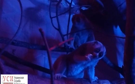 Самка вымирающего вида лори, живущая в Одессе, нашла себе пару (фото, видео) «фото»