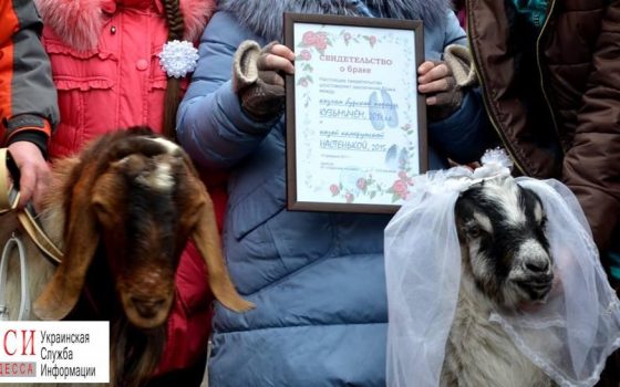 В Одесском зоопарке выберут пару года «фото»