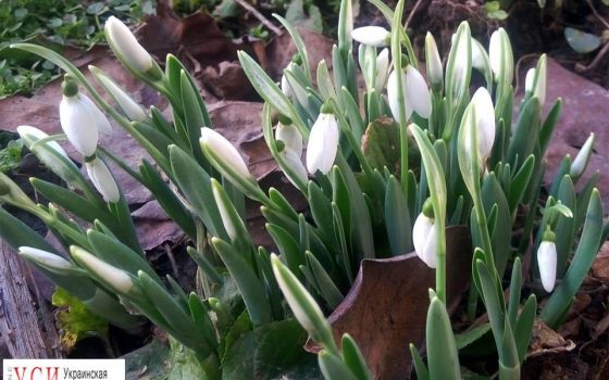 Из-за теплой зимы в Одесской области раньше времени расцвели подснежники (фото) «фото»