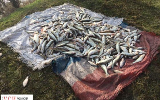 Одесские пограничники обнаружили браконьеров с крупным уловом (фото) «фото»