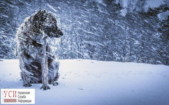 Ухудшение погоды в Одессе: синоптики призывают оставаться дома «фото»