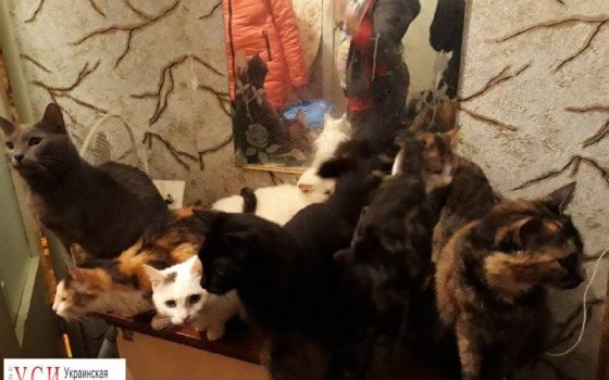 100 одесских котов ищут новый дом и любящих хозяев «фото»