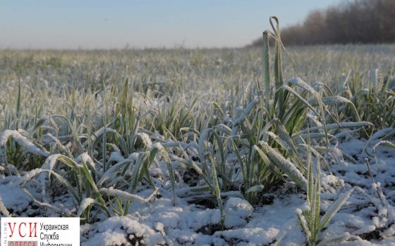 Морозы не повредят урожаю озимых, — синоптики «фото»