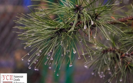 Дождливая Одесса: лужи и совсем не зимняя атмосфера (фото) «фото»